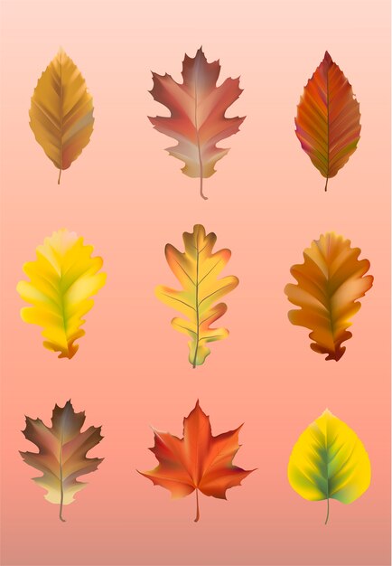 Colección de vector de hojas de otoño