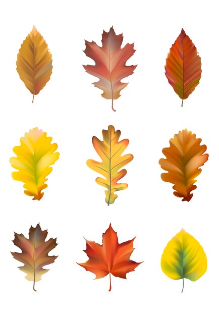 Colección de vector de hojas de otoño