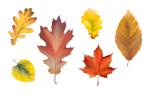 Colección de vectores de hojas de otoño