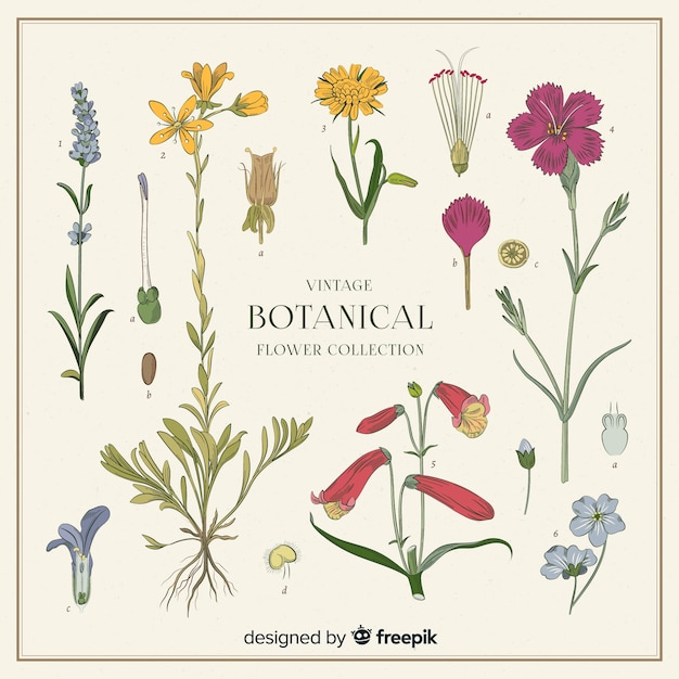 Colección vintage de flores botánicas