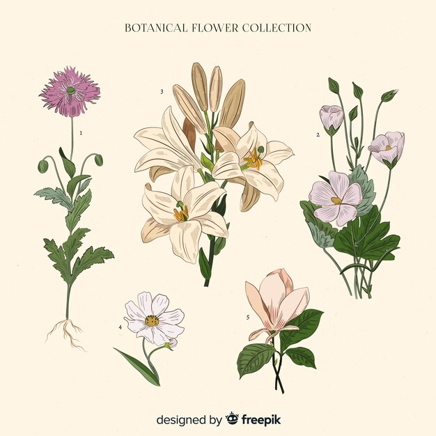 Colección vintage de flores botánicas