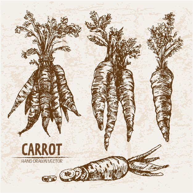 Colección de zanahorias dibujadas a mano