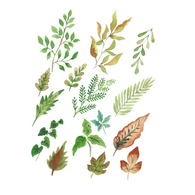 Colecciones de hojas tropicales de acuarela hechas a mano