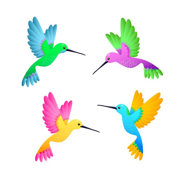 Colibrí colorido conjunto