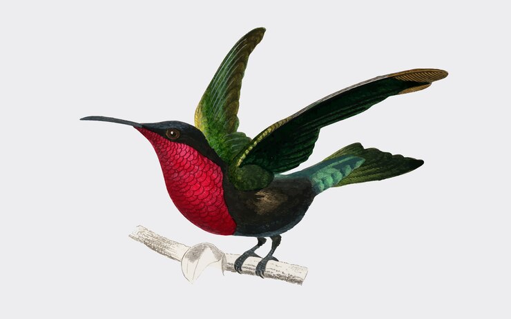 Vector gratuito colibrí garganta garganta