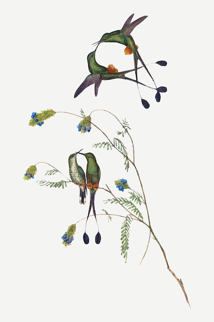 Vector gratuito colibríes vector animal art print, remezclado de obras de arte de john gould y henry constantine richter