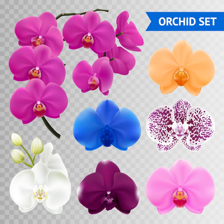 Vector gratuito colorida colección de flores de orquídeas.