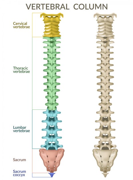 La columna vertebral.