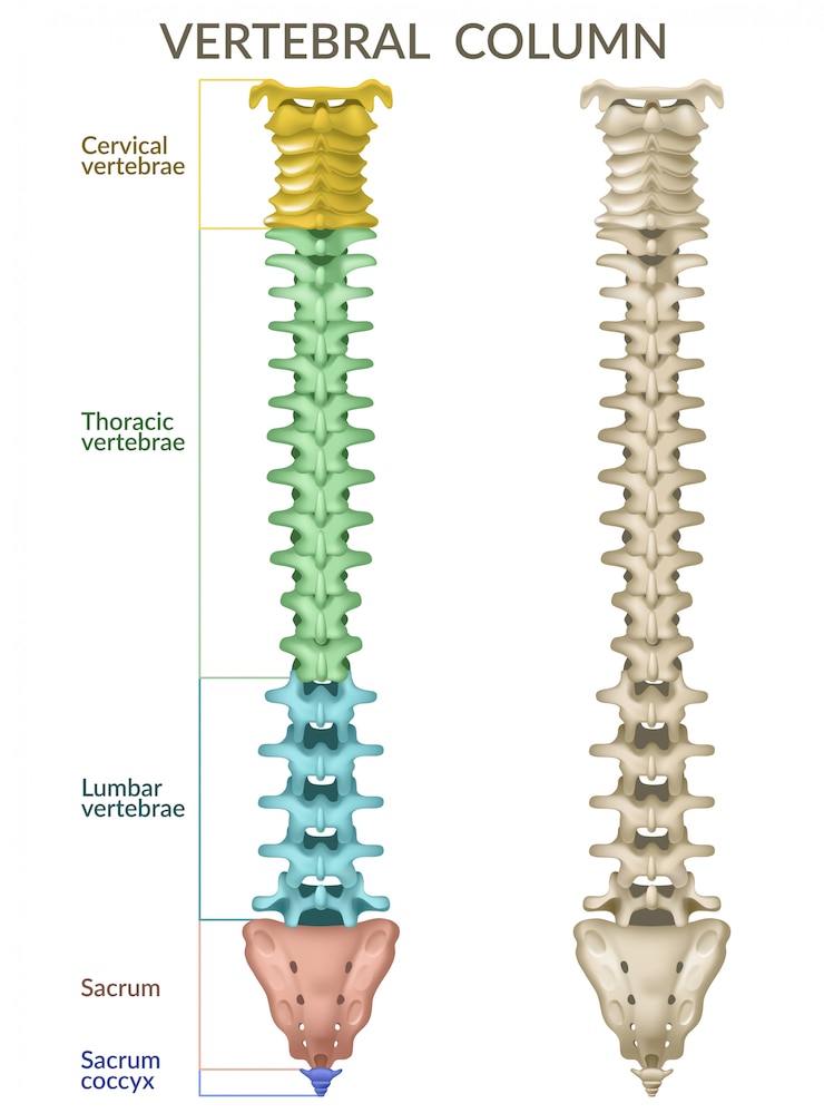 La columna vertebral.