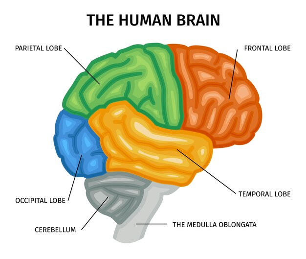 Composición de la anatomía del cerebro con vista de perfil aislado del cerebro humano con partes coloreadas y subtítulos de texto ilustración vectorial