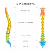 Vector gratuito composición de la anatomía de la estructura de la columna con gráficos de divisiones de la columna, leyendas de texto editables e imágenes en color de la ilustración del vector de la columna