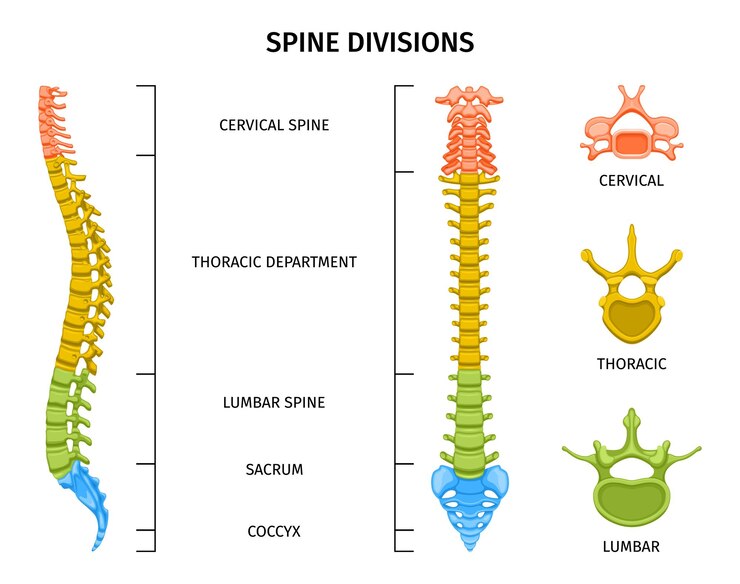 Vector gratuito composición de la anatomía de la estructura de la columna con vista en color de las divisiones de la columna con leyendas de texto editables e ilustración de vectores de vértebras