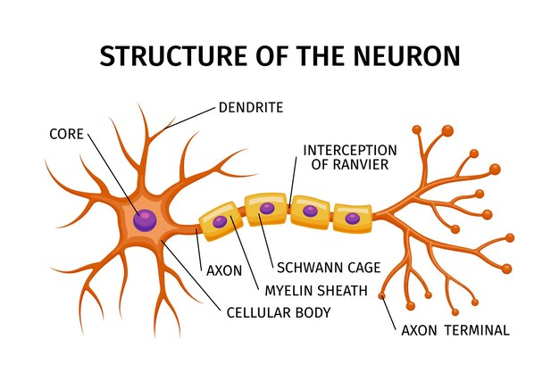 Composición de la anatomía de la neurona con estructura educativa de la célula cerebral con elementos coloreados y subtítulos de texto editables ilustración vectorial