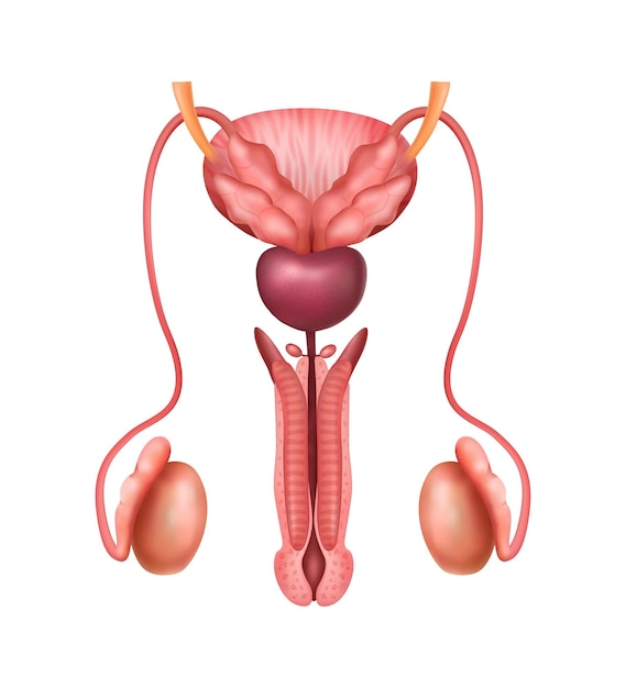 Vector gratuito composición de la anatomía del sistema reproductivo humano de los genitales masculinos realistas con imágenes realistas en la ilustración vectorial de fondo en blanco