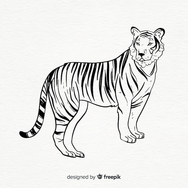 Vector gratuito composición clásica de tigre dibujada a mano