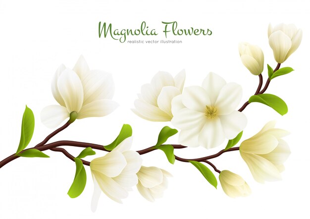 Composición de flor de magnolia blanca realista coloreada con descripción de caligrafía verde