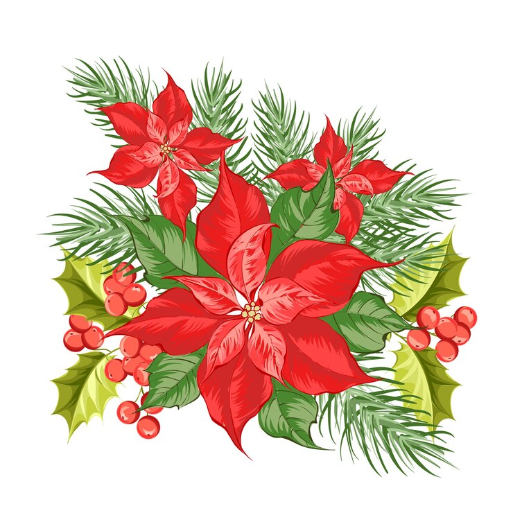 Composición de flor de nochebuena roja aislada sobre fondo blanco.