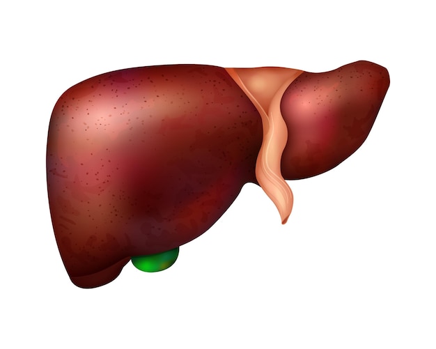 Composición de hígado de órganos internos humanos realistas con imagen aislada de hígado sano en ilustración de vector de fondo en blanco