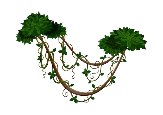 Composición de lianas de selva tropical con dos arbustos atados por tallos de liana ilustración vectorial