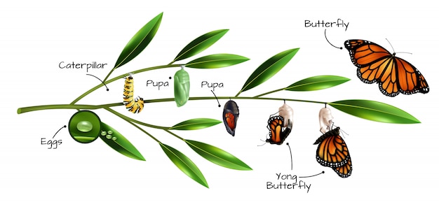 Vector gratuito composición de metamorfosis de mariposa