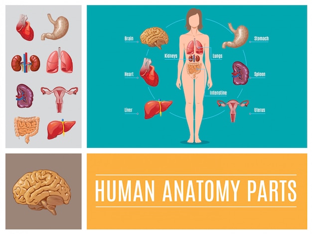 Vector gratuito composición de partes de anatomía humana de dibujos animados con cerebro hígado estómago intestino corazón bazo riñones pulmones sistema reproductor femenino