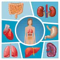 Vector gratuito composición de partes del cuerpo humano de dibujos animados con pulmones riñones estómago bazo hígado corazón intestino aislado