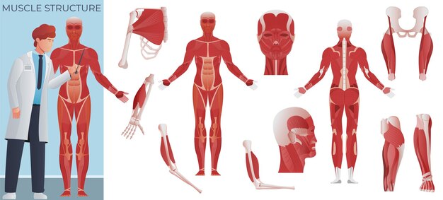 Composición plana de la anatomía muscular del científico médico con figura corporal de mejillón y conjunto de iconos aislados ilustración vectorial