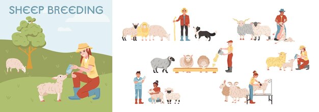 Composición plana de granja de cría de ovejas con granjeros que cuidan animales ilustración vectorial aislada