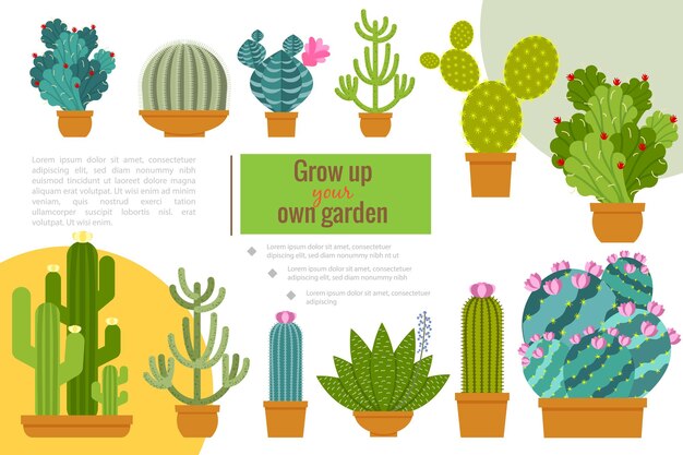 Composición plana del jardín de la casa de cactus con hermosas plantas suculentas que crecen en macetas ilustración