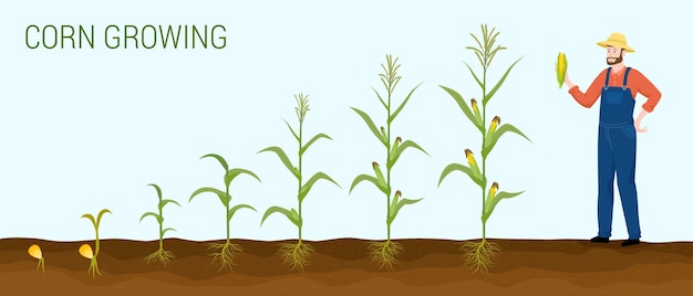 Composición plana de productos de maíz con agricultor de texto y conjunto de imágenes de plantas que representan etapas de crecimiento ilustración vectorial