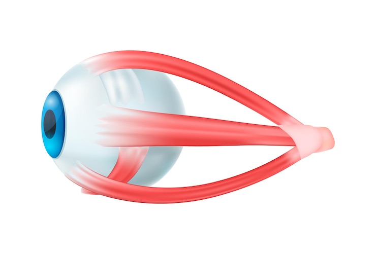 Vector gratuito composición realista de la anatomía de los órganos internos humanos con una imagen aislada de la ilustración del vector del globo ocular