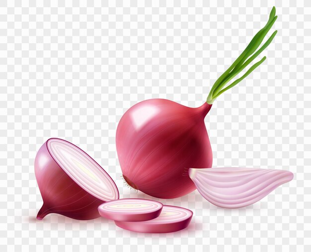 Composición realista de cebolla roja con rodajas frescas y bulbo sin pelar con brotes verdes en la ilustración de vector de fondo transparente