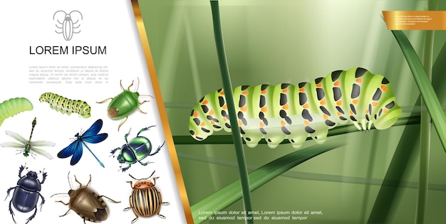 Vector gratuito composición realista de insectos con oruga sobre hierba libélulas escarabajo de mosquito y escarabajo de patata de colorado ilustración de insecto de estiércol