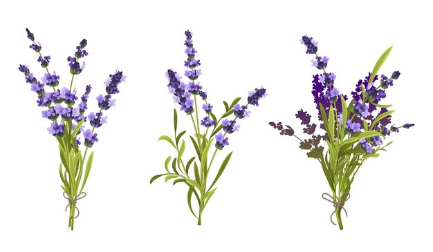 Composiciones florales que consisten en ramitas de lavanda atadas en ramo por ilustración vectorial aislada de hilo