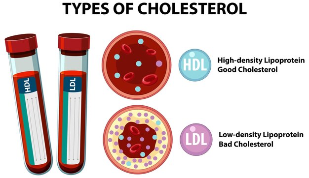 Comprender los tipos y las funciones del colesterol