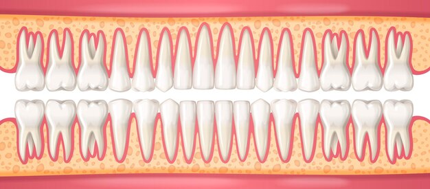 Concepto de anatomía dental humana con dientes realistas en la ilustración de vector de mandíbulas
