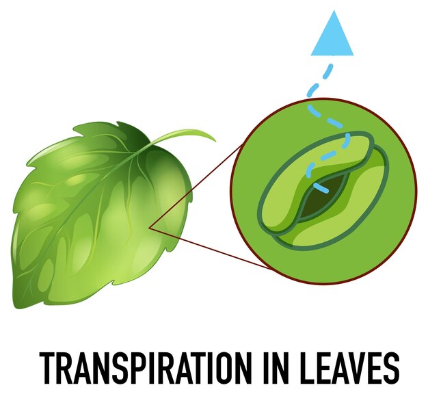 Concepto de ciencia con transpiración en hojas.
