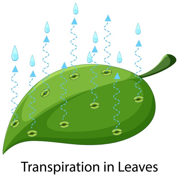 Concepto de ciencia con transpiración en hojas.