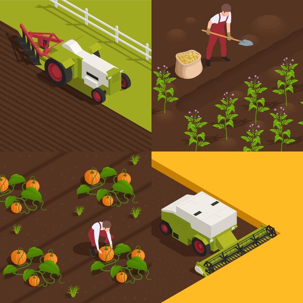 Concepto de cosecha 4 composiciones isométricas con trabajadores agrícolas.