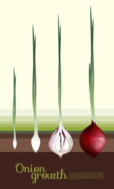 Concepto de crecimiento de cebolla roja fresca