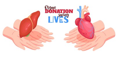 Vector gratis concepto de donación de órganos humanos con ilustración aislada isométrica de corazón e hígado