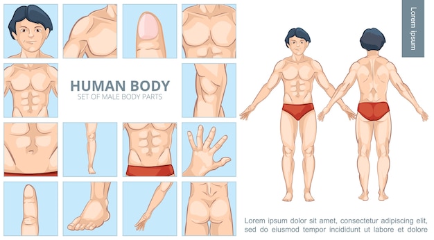 Vector gratuito concepto de partes del cuerpo masculino de dibujos animados