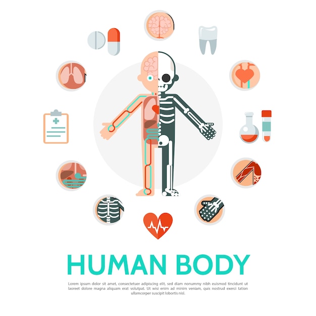 Vector gratuito concepto redondo plano de anatomía del cuerpo humano