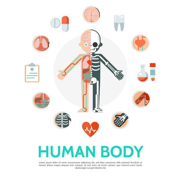 Concepto redondo plano de anatomía del cuerpo humano