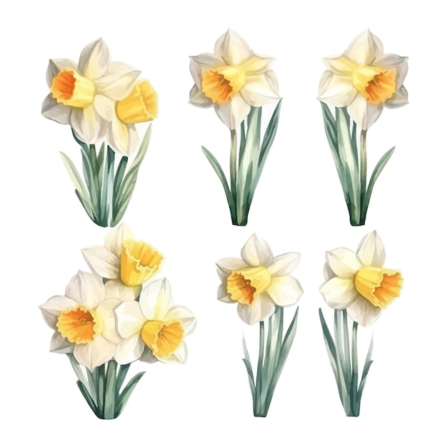 Conjunto de acuarelas de flores de narcisos con fondo blanco