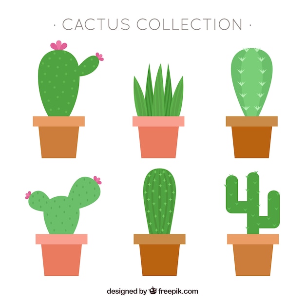 Conjunto adorable de cactus planos