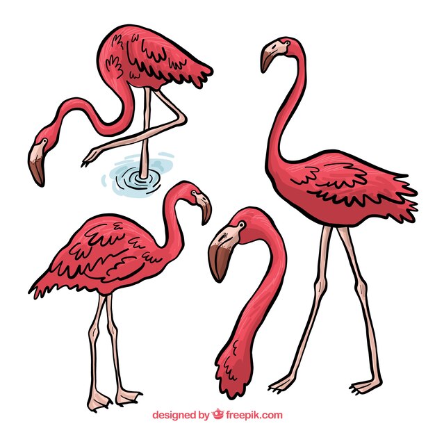 Conjunto adorable de flamencos dibujados a mano