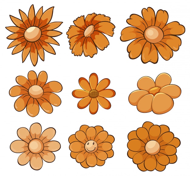 Vector gratuito conjunto aislado de flores en naranja