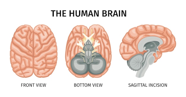 Vector gratuito conjunto de anatomía cerebral de imágenes de vista de perfil aisladas del cerebro con subtítulos de texto en la ilustración de vector de fondo en blanco