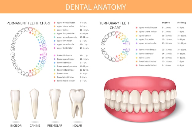 Vector gratuito conjunto de anatomía de dientes adultos humanos con ilustración de vector de mandíbulas realistas